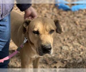 Mastiff-Retriever  Mix Dogs for adoption in Blairsville, GA, USA