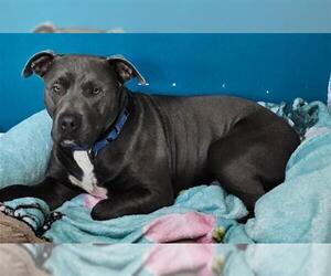 American Staffordshire Terrier-Unknown Mix Dogs for adoption in Tallahassee, FL, USA