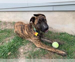 Bullboxer Pit Dogs for adoption in Sandy, UT, USA