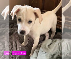 Siberian Husky-Unknown Mix Dogs for adoption in Alexander, AR, USA