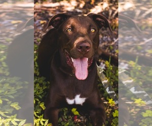 Labrador Retriever Dogs for adoption in Fort Lauderdale, FL, USA