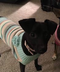 Rat-Cha Dogs for adoption in Tuscaloosa, AL, USA