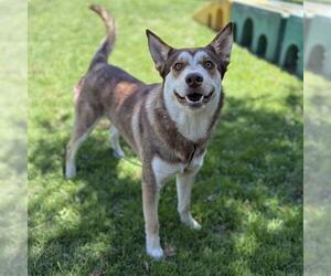 Siberian Husky-Unknown Mix Dogs for adoption in Modesto, CA, USA