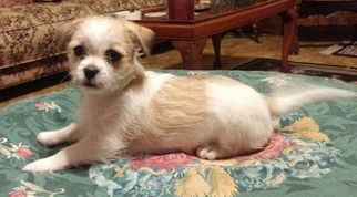 Chihuahua Dogs for adoption in Crossville, AL, USA