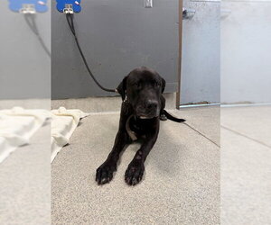 Great Dane-Labrador Retriever Mix Dogs for adoption in Tallahassee, FL, USA