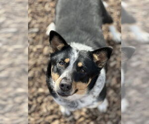 Mutt Dogs for adoption in Petaluma, CA, USA