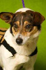 Medium Photo #1 Beagle-Unknown Mix Puppy For Sale in Johnson City, TN, USA