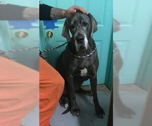 Great Dane Dogs for adoption in Dumont, NJ, USA