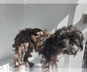 Miniature Schnauzer-Unknown Mix Dogs for adoption in Houston, TX, USA
