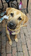 Bullmastiff Dogs for adoption in Natchitoches, LA, USA