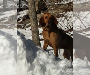 Bloodhound-Unknown Mix Dogs for adoption in Brewster, NY, USA
