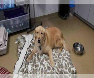 Golden Retriever Dogs for adoption in Easton, MD, USA
