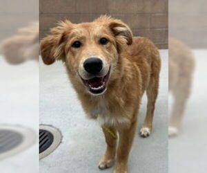 Border Collie Dogs for adoption in Salinas, CA, USA