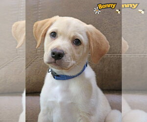 Labrador Retriever-Unknown Mix Dogs for adoption in Wakefield, RI, USA