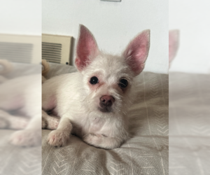 Chihuahua-Unknown Mix Dogs for adoption in Plainfield, IL, USA