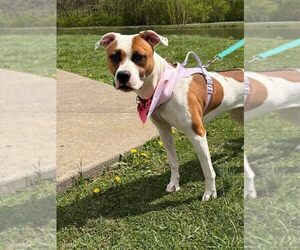 Mutt Dogs for adoption in Martinsburg, WV, USA