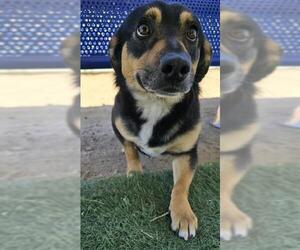 German Shepherd Dog-Unknown Mix Dogs for adoption in HESPERIA, CA, USA
