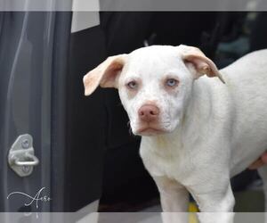 Labrador Retriever-Unknown Mix Dogs for adoption in Brewster, NY, USA