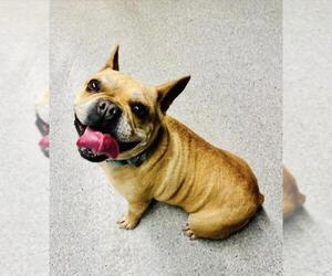 French Bulldog Dogs for adoption in Santa Barbara, CA, USA