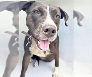Mutt Dogs for adoption in Houston, TX, USA