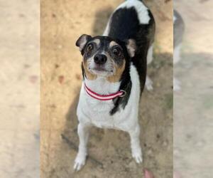 Rat Terrier Dogs for adoption in Chestertown, MD, USA