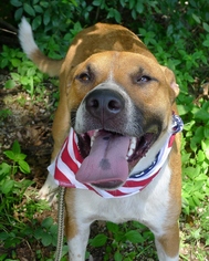 Bullboxer Pit Dogs for adoption in Helena, AL, USA