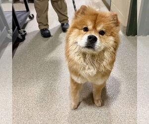 Chow Chow Dogs for adoption in Virginia Beach, VA, USA