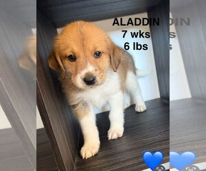Labrador Retriever-Unknown Mix Dogs for adoption in Woodbury, NY, USA