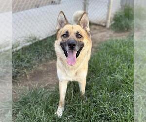 German Shepherd Dog-Unknown Mix Dogs for adoption in Modesto, CA, USA
