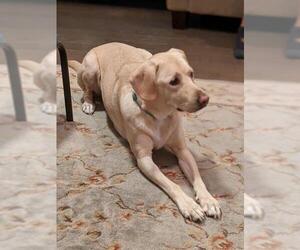 Labrador Retriever Dogs for adoption in Albertville, MN, USA