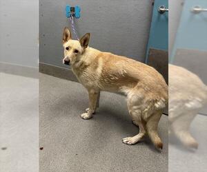 German Shepherd Dog-Unknown Mix Dogs for adoption in Las Vegas, NV, USA
