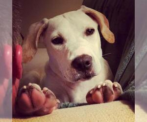Hovawart-Labrador Retriever Mix Dogs for adoption in Smithfield, NC, USA