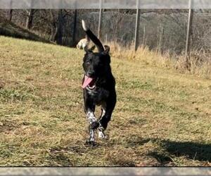 Borador Dogs for adoption in Drexel, MO, USA