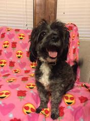 Medium Photo #1 Shih-Poo Puppy For Sale in Lindale , TX, USA