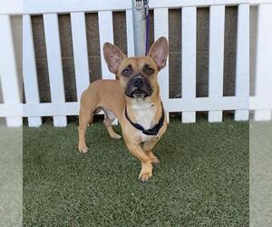 Chihuahua-Unknown Mix Dogs for adoption in Modesto, CA, USA