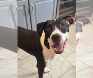 American Bulldog Dogs for adoption in Rockville, MD, USA