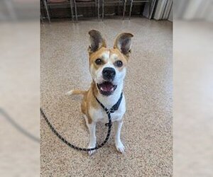 Canaan Dog-Unknown Mix Dogs for adoption in Springfield, MA, USA