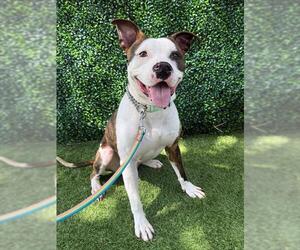 American Bulldog Dogs for adoption in Naples, FL, USA
