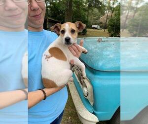Jack Russell Terrier-Unknown Mix Dogs for adoption in Westminster, MD, USA