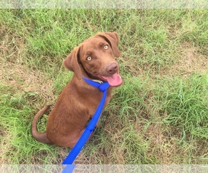 Vizsla Dogs for adoption in Del Rio, TX, USA