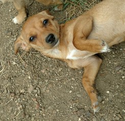 Chiweenie Dogs for adoption in Napa, CA, USA