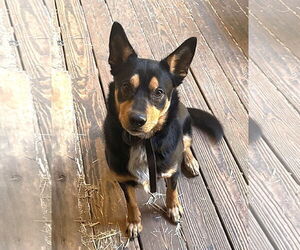 Australian Kelpie Dogs for adoption in McDonough, GA, USA