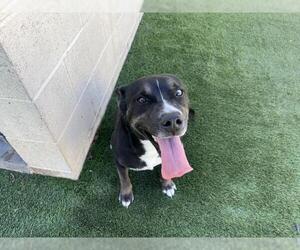 Mutt Dogs for adoption in Corona, CA, USA