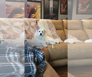 American Eskimo Dog Dogs for adoption in Pikesville, MD, USA