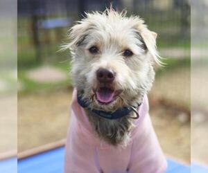 Mutt Dogs for adoption in San Antonio, TX, USA