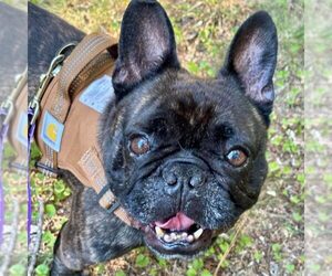 French Bulldog Dogs for adoption in Spring Lake, NC, USA