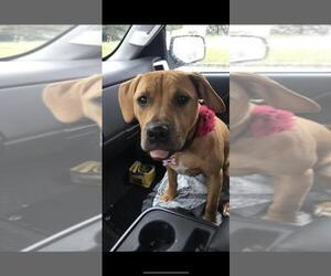 American Pit Bull Terrier Dogs for adoption in Tonawanda, NY, USA