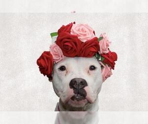 Boston Terrier-Boxer Mix Dogs for adoption in Hockessin, DE, USA
