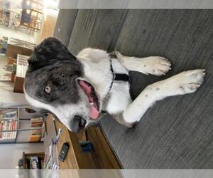 Great Pyrenees-Retriever  Mix Dogs for adoption in Alexandria, VA, USA