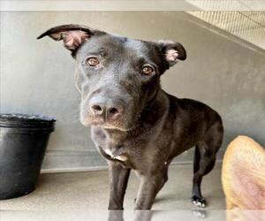 Labrador Retriever-Unknown Mix Dogs for adoption in San Bernardino, CA, USA